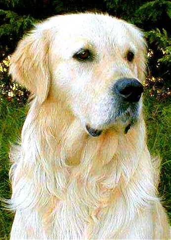 GOLDEN RETRIEVER